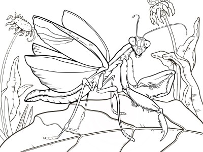 Past organism of the month coloring pages