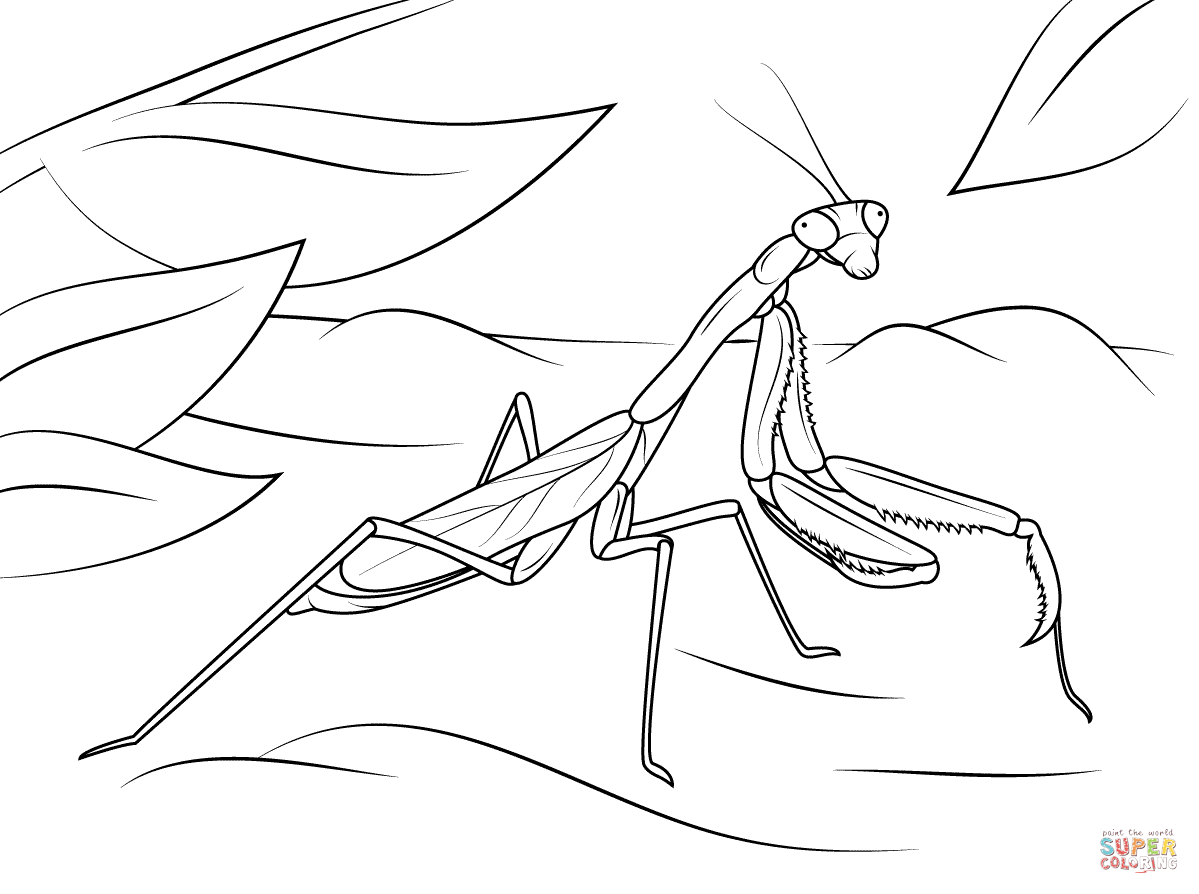 Arizona praying mantis coloring page free printable coloring pages