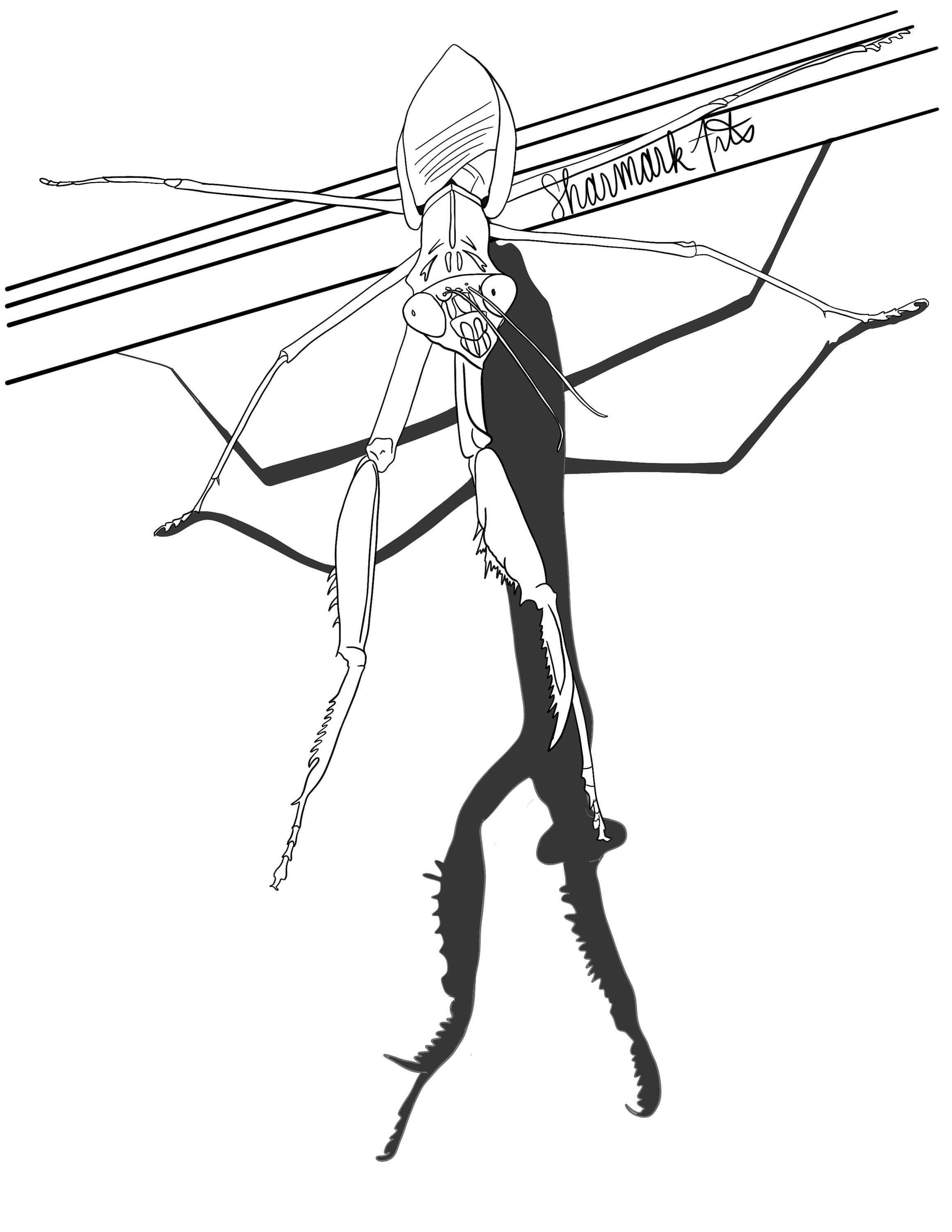 Praying mantis hand drawn coloring page digital download only