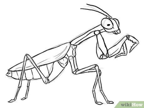 How to draw a praying mantis steps with pictures