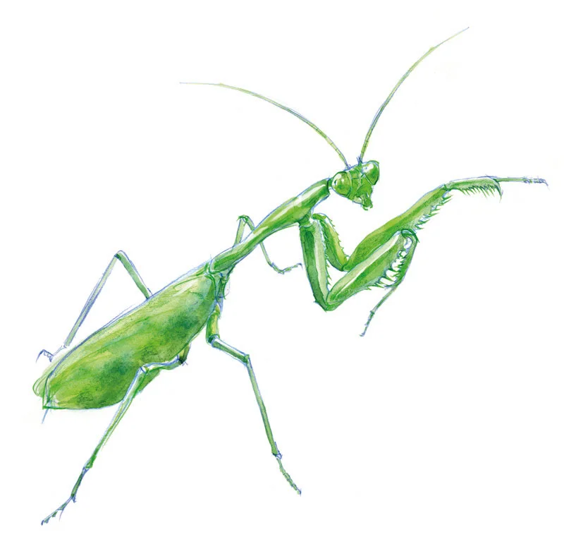 How to draw a praying mantis