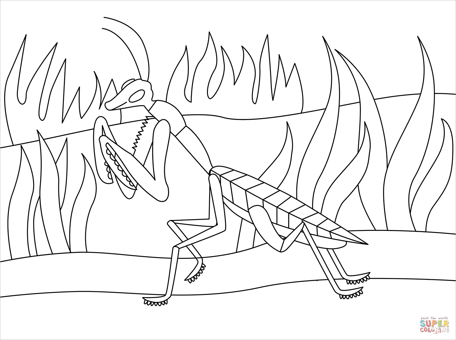 Praying mantis coloring page free printable coloring pages