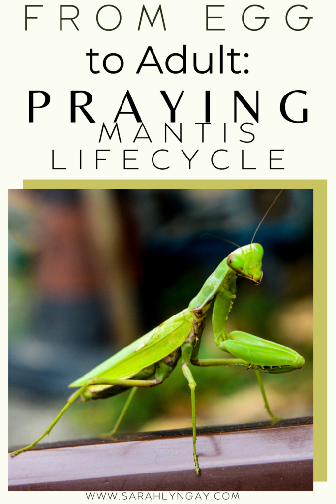 From egg to adult the praying mantis lifecycle