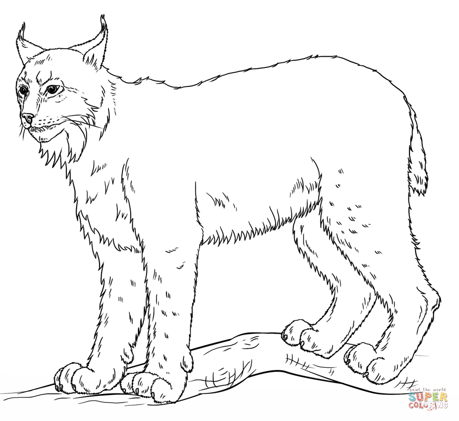 Lynx coloring page free printable coloring pages