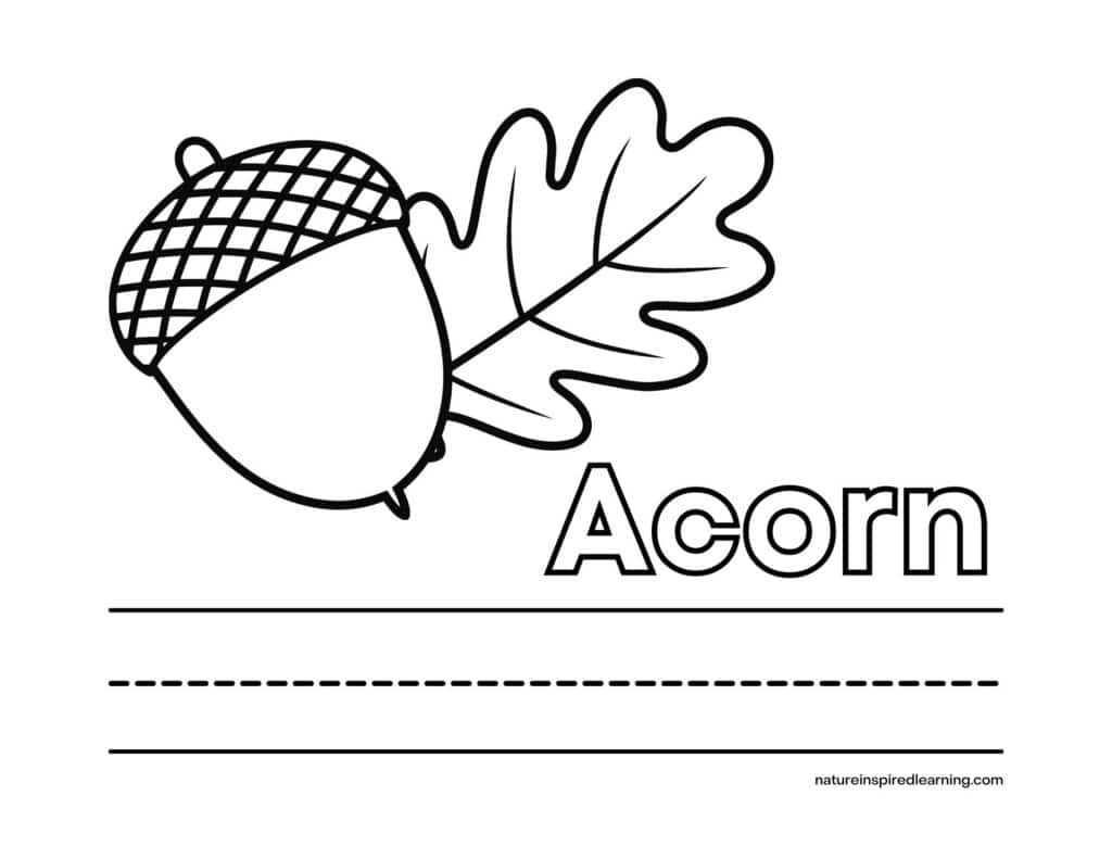 Acorn coloring pages perfect for autumn