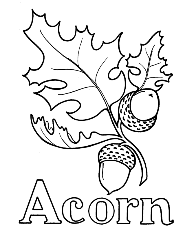 Acorn coloring pages