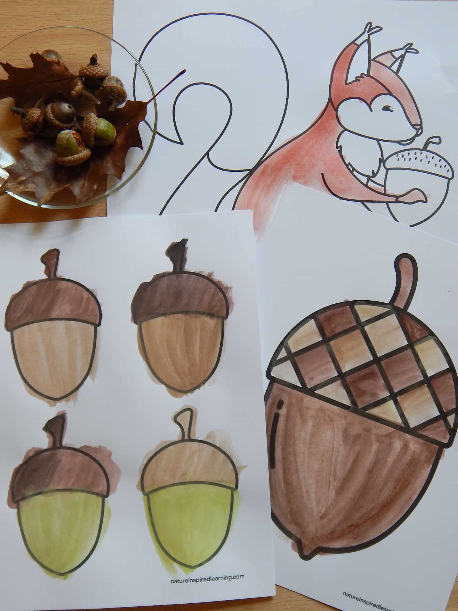 Acorn coloring pages perfect for autumn