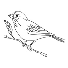 Top free printable bird coloring pages online