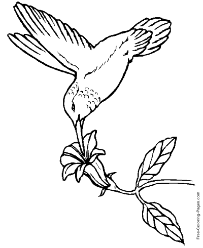 Coloring pages of birds