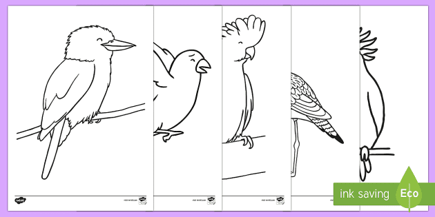 Stralian birds colouring pages teacher made