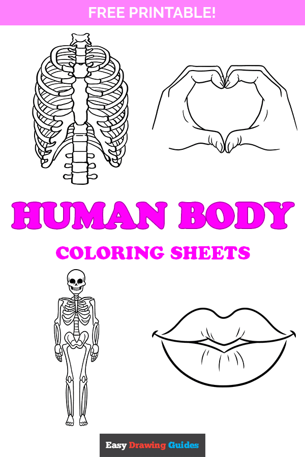 Free printable human body coloring pages for kids