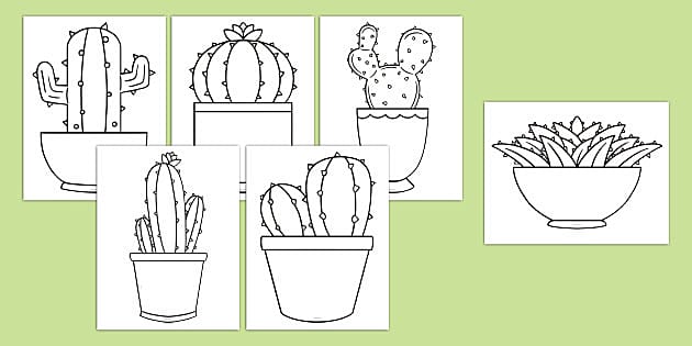 Cactus templates teacher