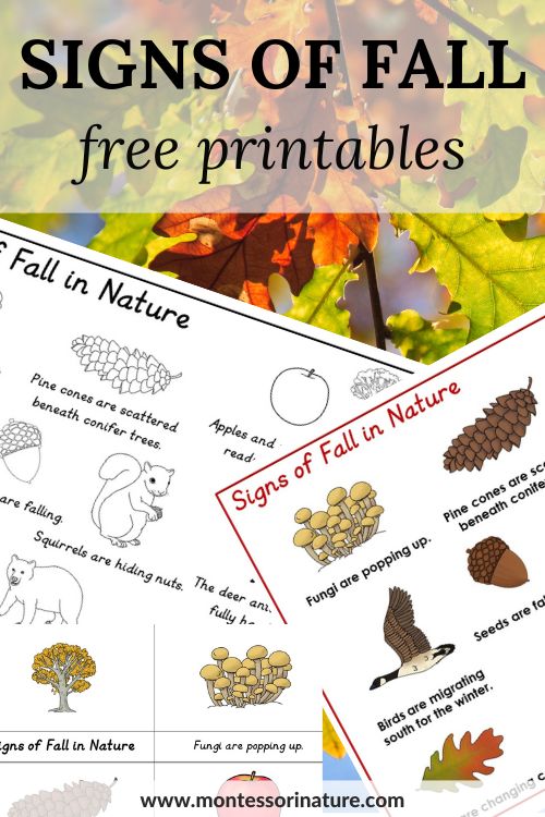 Signs of autumn printable for preschool