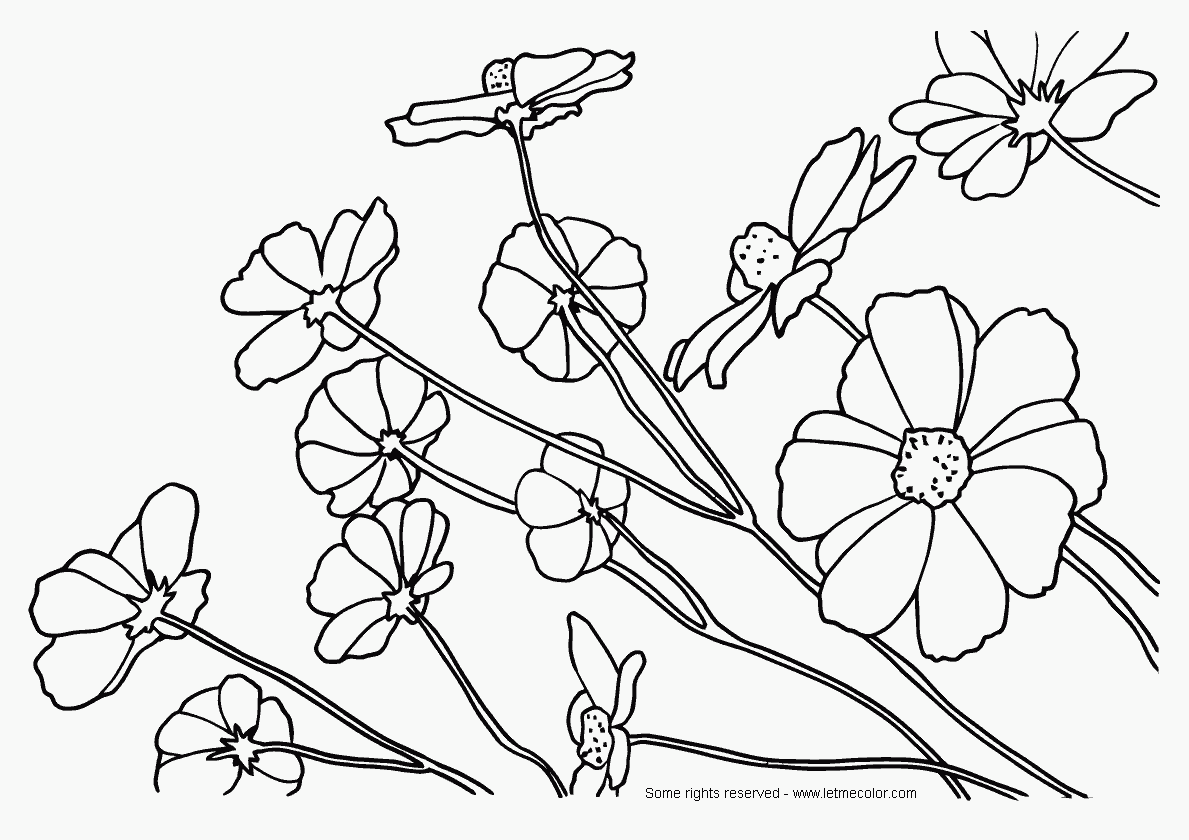 Cosmos flowers coloring page