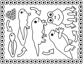 Frog lifecycle coloring pages and sequencing cards activity by teachersavers