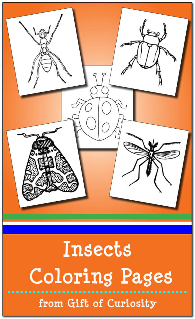 Insects coloring pages