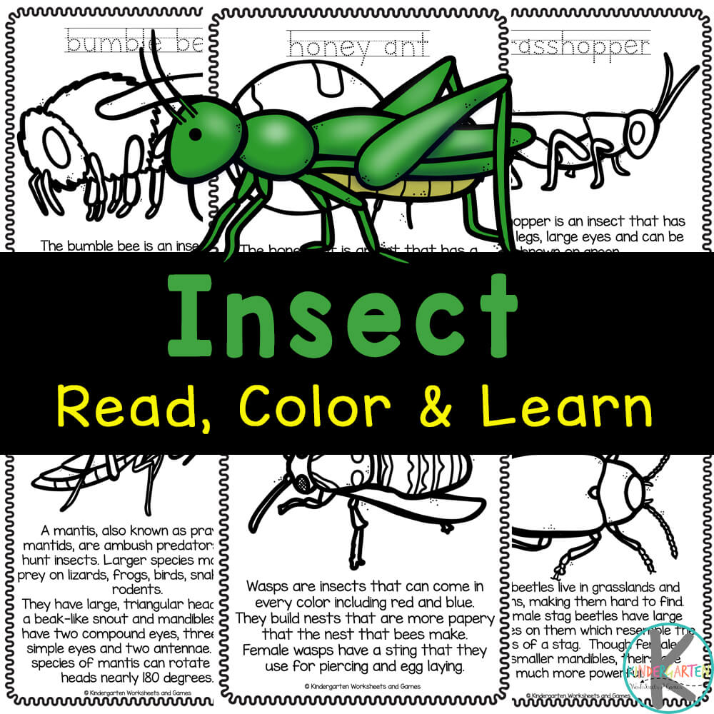 Ð free insects coloring pages for kids