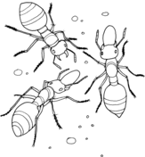 Insects coloring pages free coloring pages