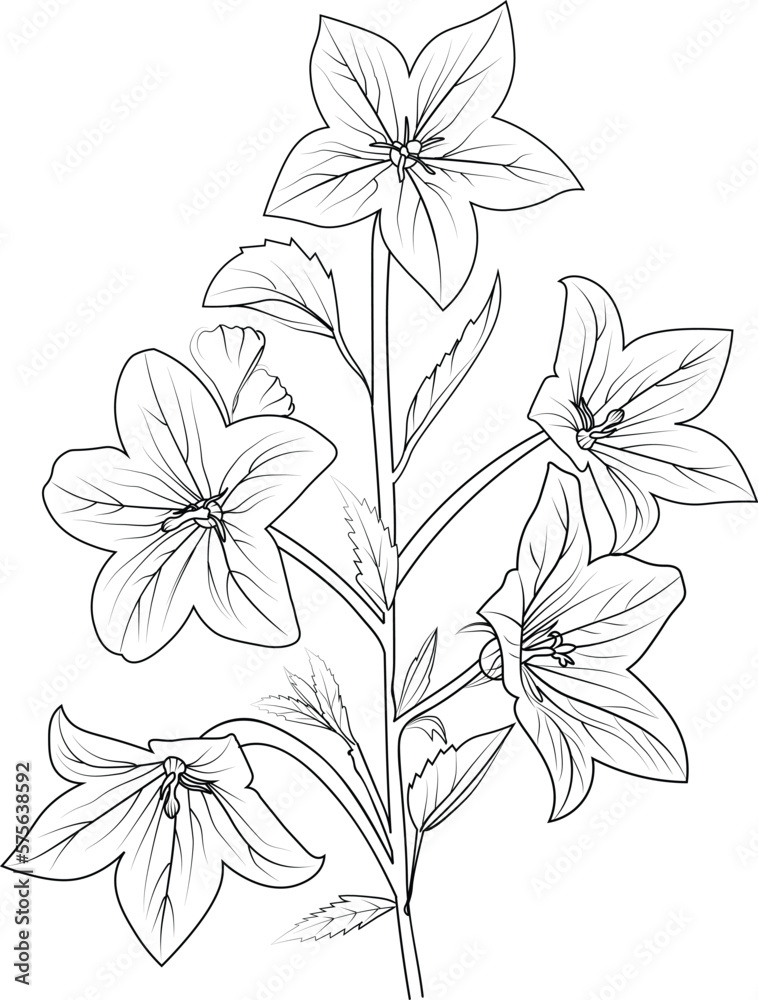 Cute flower coloring pages bellflower drawing creeping bellflower drawing hand drawn botanical spring elements bouquet of bellflower line art coloring page easy flower drawing bellflower art vector