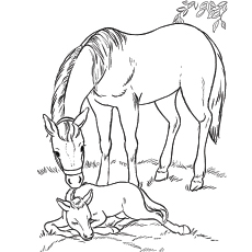 Top free printable horse coloring pages online