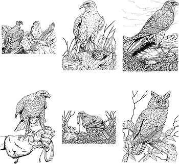 Adult coloring book pages x birds of prey flonz vintage designs