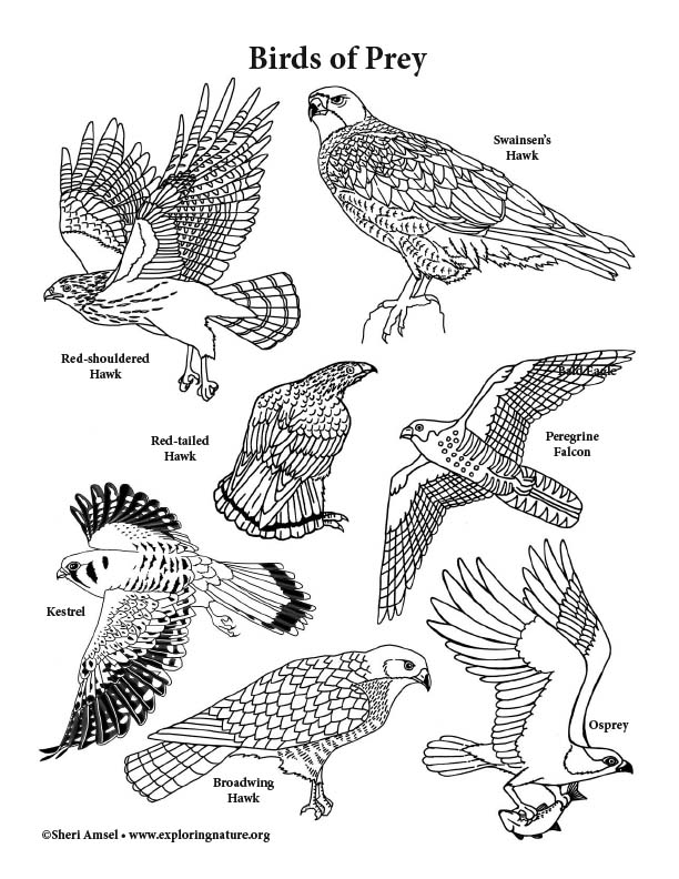 Birds of prey coloring page horizontal view