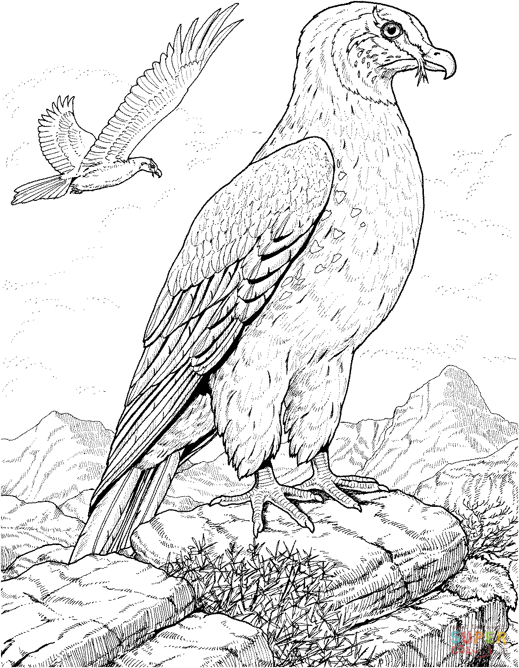 Hawk prey bird coloring page free printable coloring pages