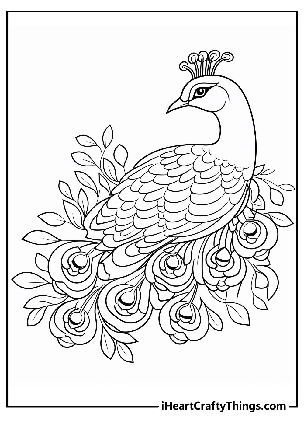 Peacocks coloring pages free printables