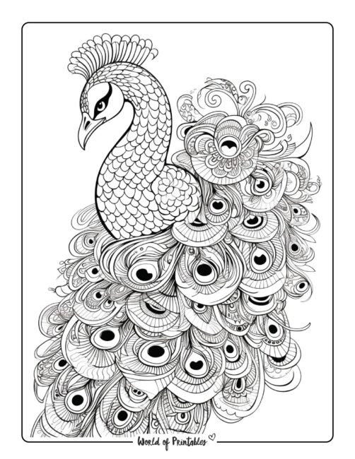 Peacock coloring pages