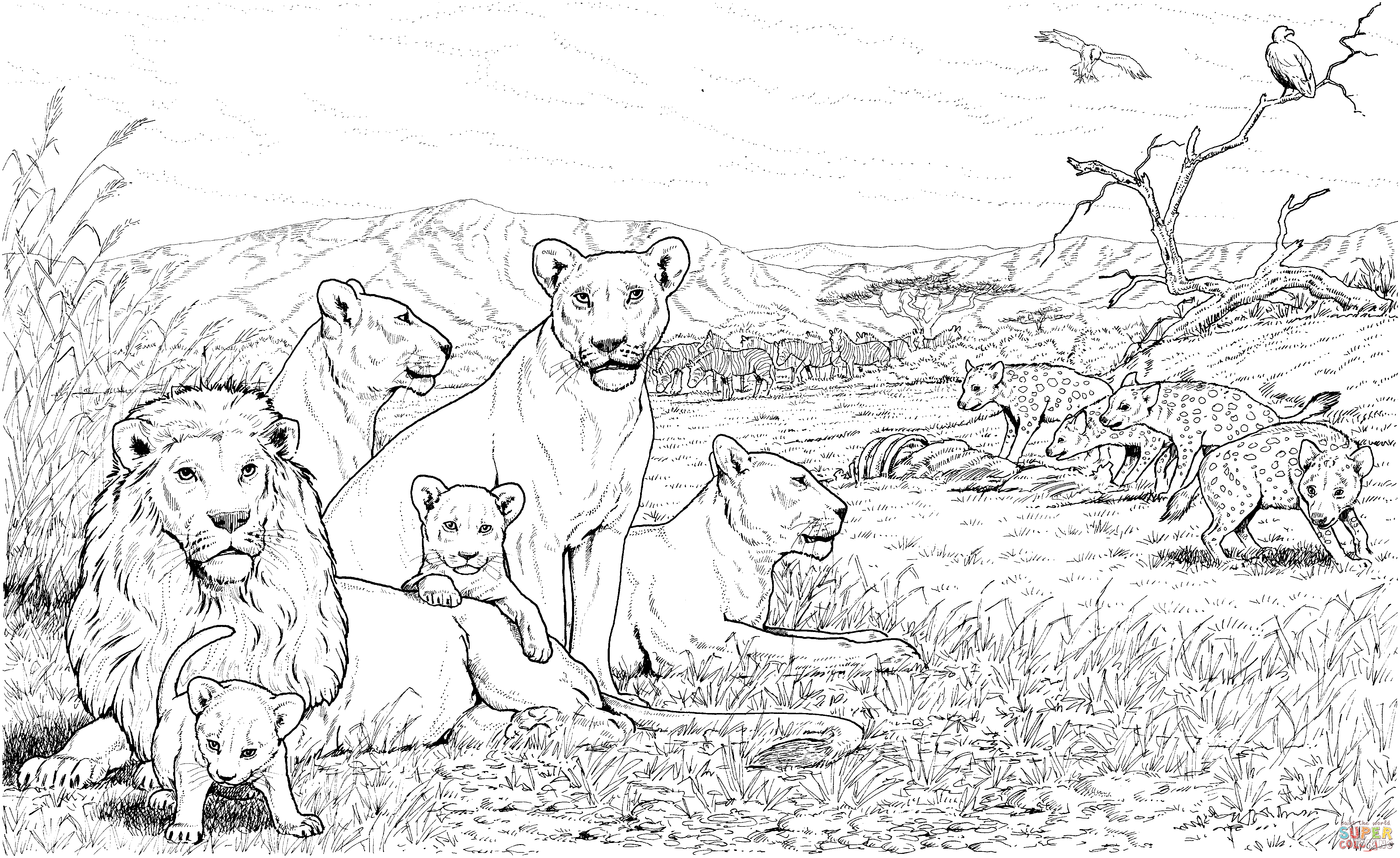 Lion pride and hyenas coloring page free printable coloring pages