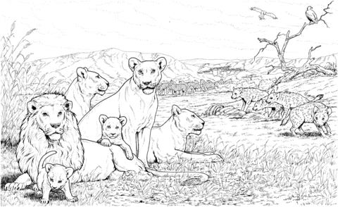 Lion pride and hyenas coloring page free printable coloring pages