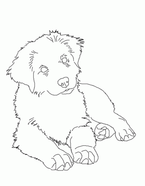 Australian shepherd coloring page