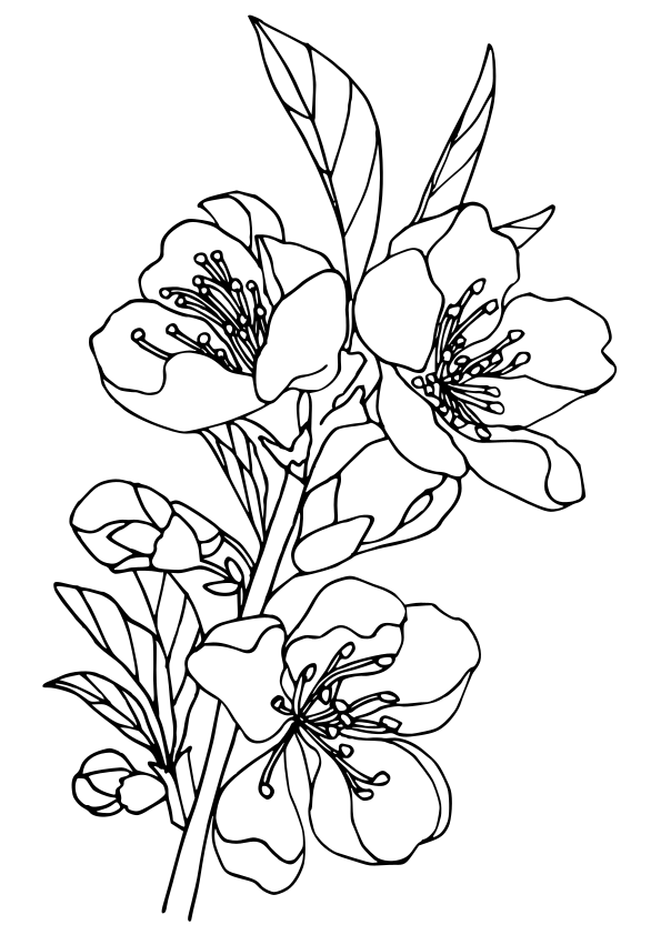 Peach flower drawing for coloring page free printable nurieworld