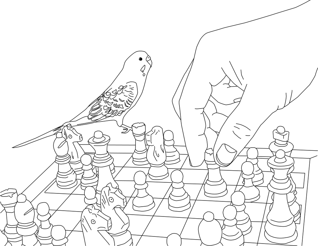 Parakeet coloring pages