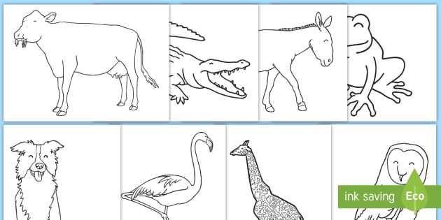 Animal coloring sheets