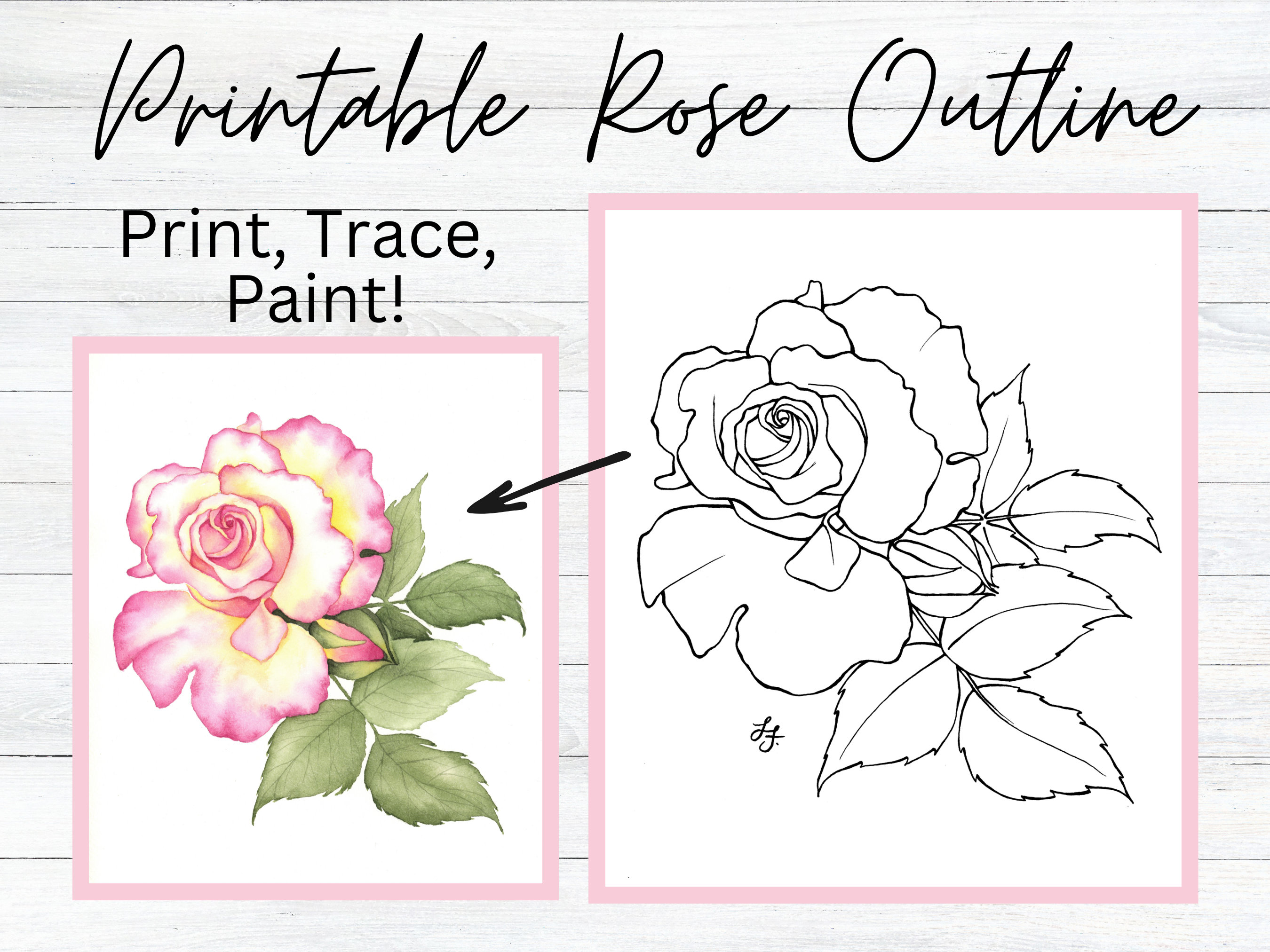 Rose flower drawing outlinetemplate printable traceable pdf coloring page download now