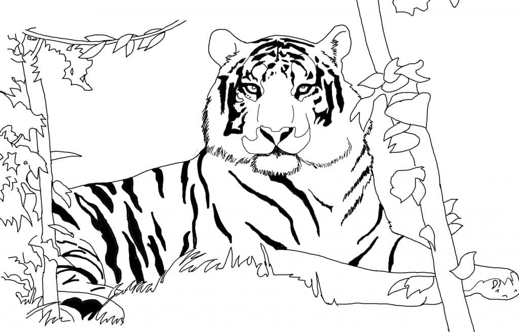 Wild tiger coloring page