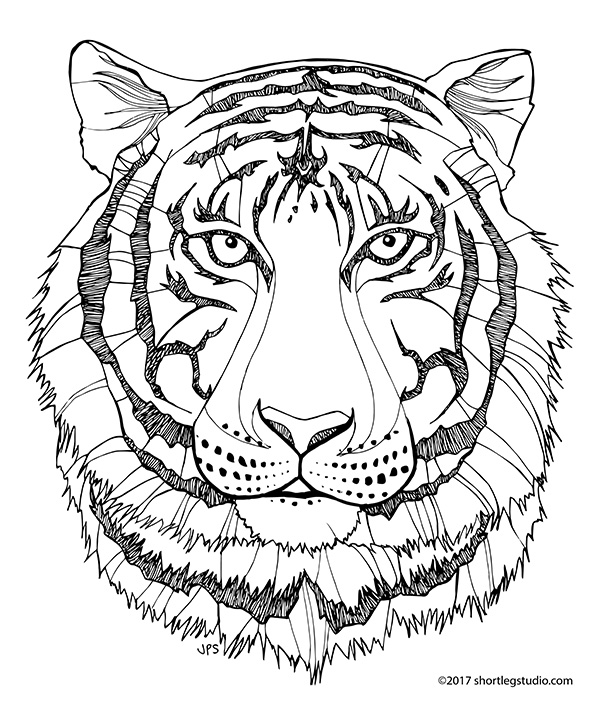 New tiger coloring sheets â short leg studio