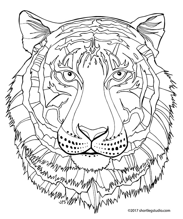 New tiger coloring sheets â short leg studio