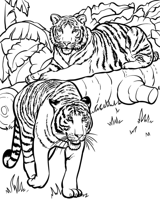 Two tiger coloring page