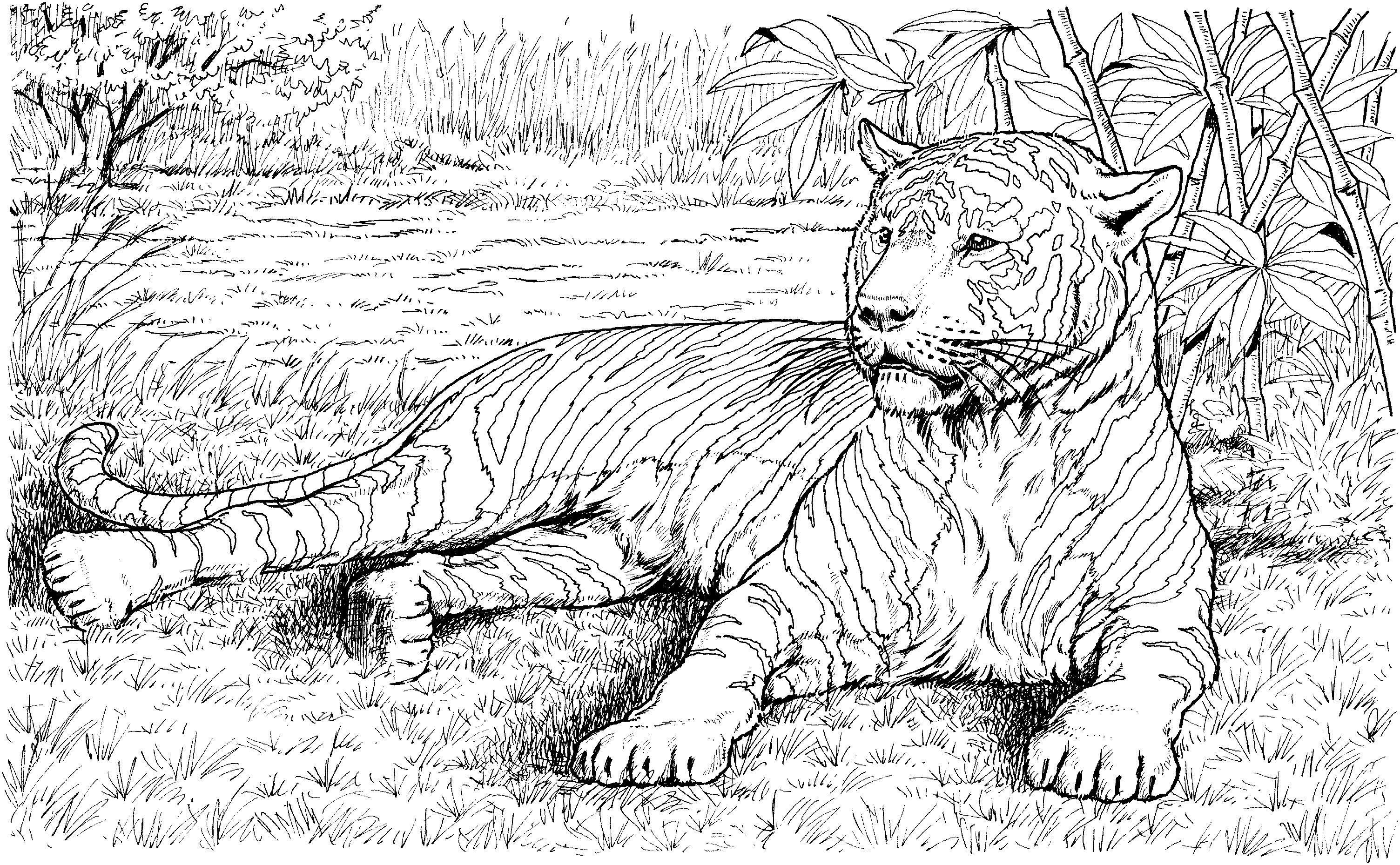 Free tiger coloring pages