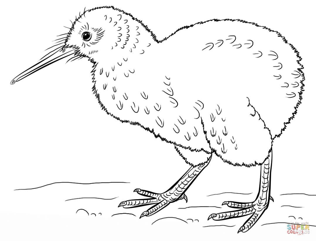 Kiwi bird coloring page free printable coloring pages