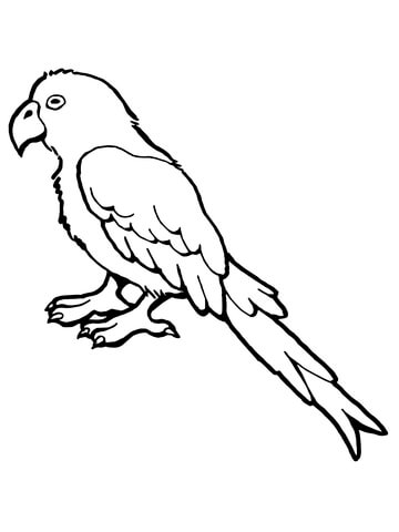 Parrot bird coloring page free printable coloring pages