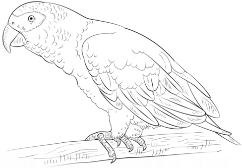 African grey parrot coloring page free printable coloring pages