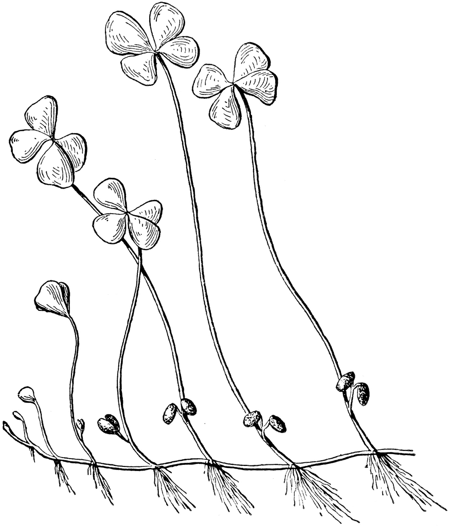 Four leaf clover coloring pages