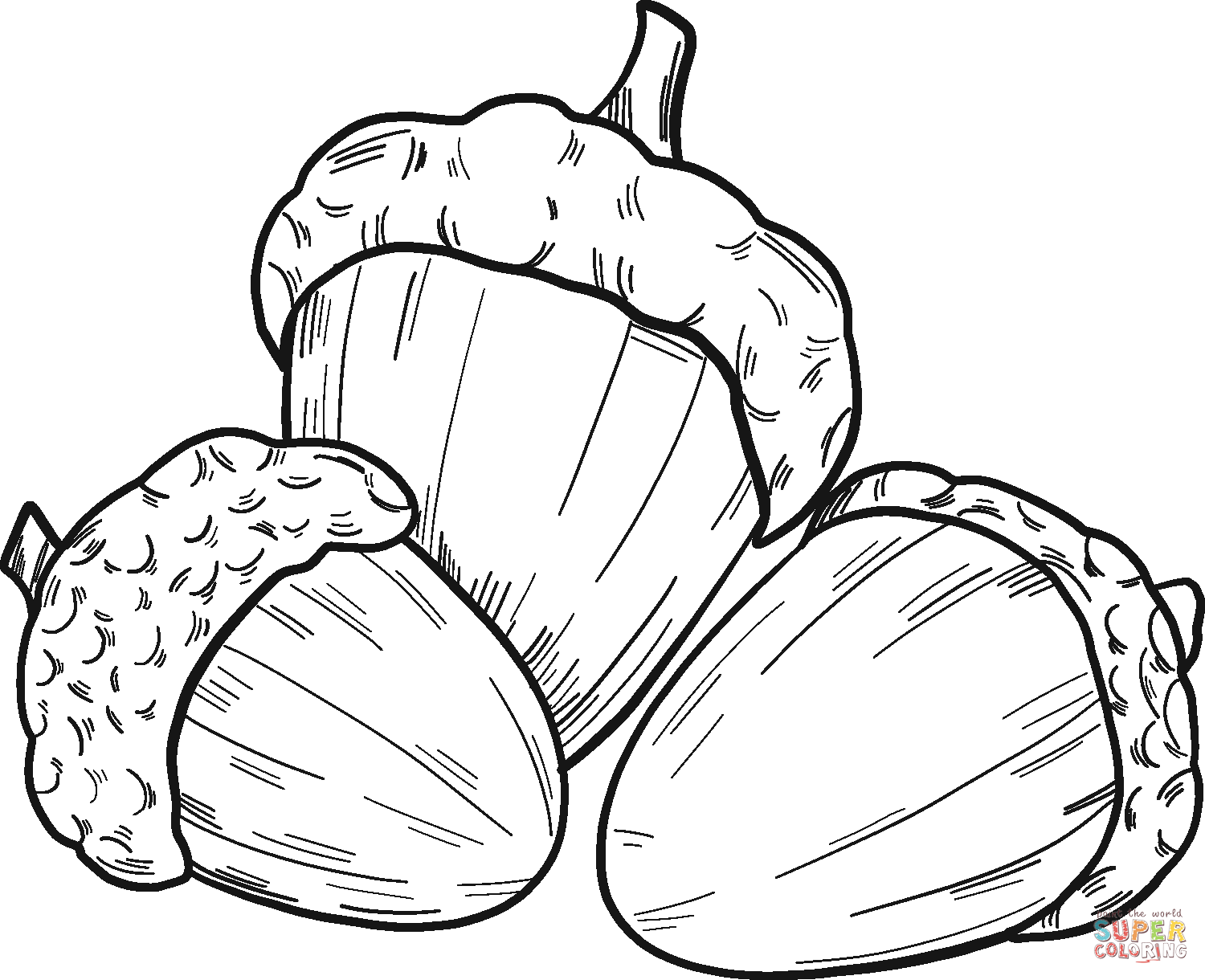 Three acorns coloring page free printable coloring pages