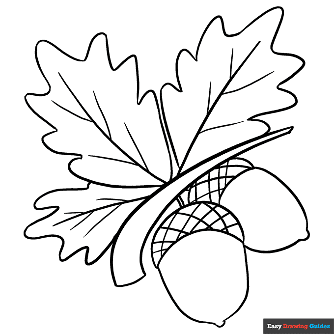 Acorns coloring page easy drawing guides