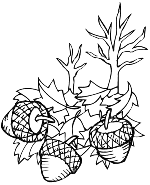 Printable acorns coloring page for kids