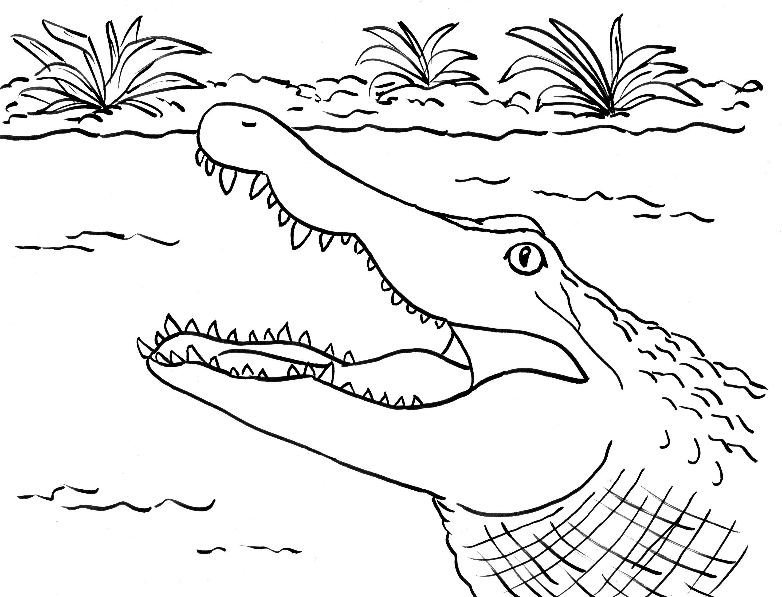 Alligator coloring page