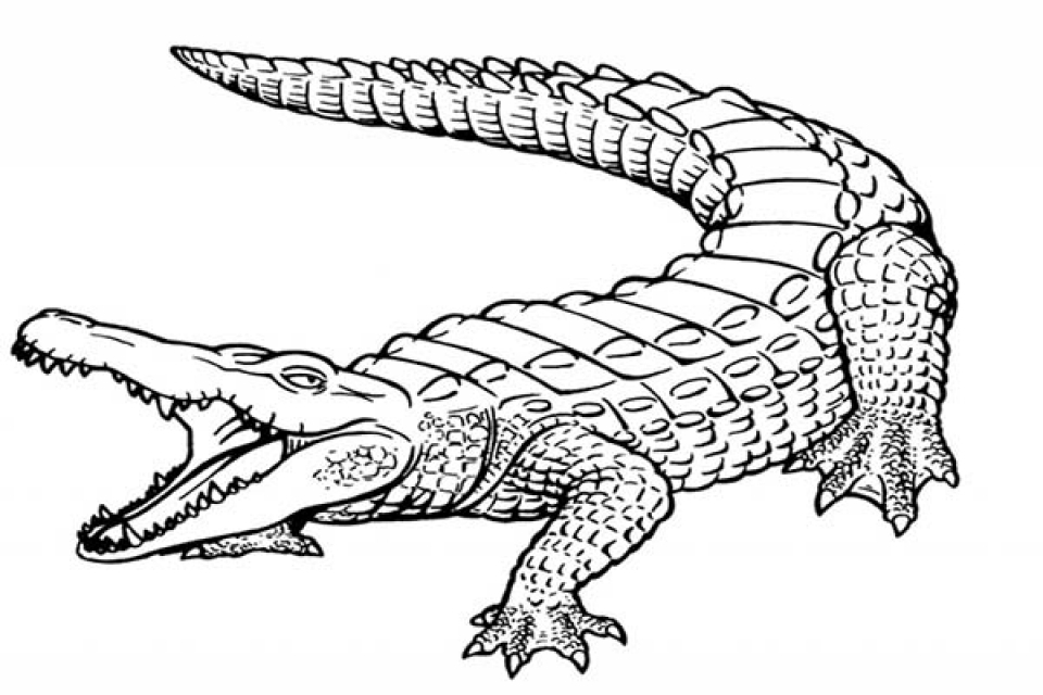 Free printable alligator coloring pages